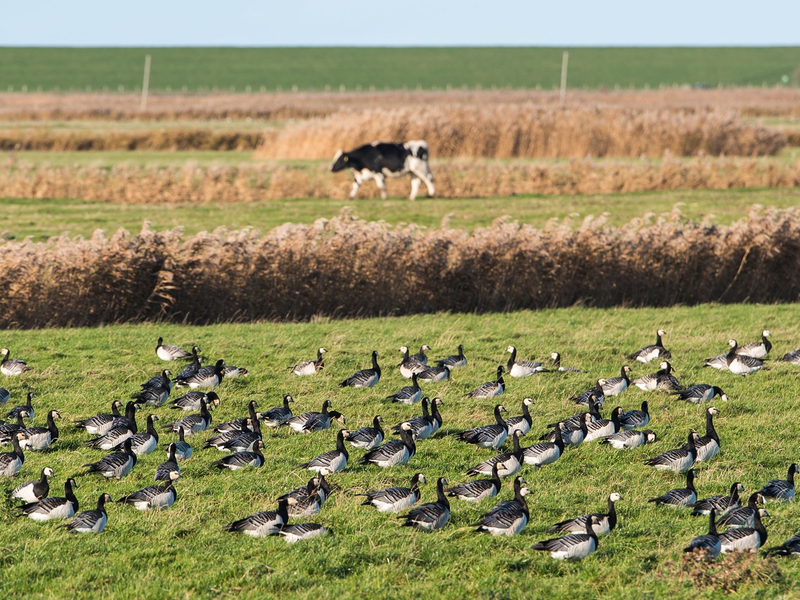 DIe Vogelgrippe hat sich weltweit ausgebreitet. (Archivbild) - Foto: Daniel Bockwoldt/dpa