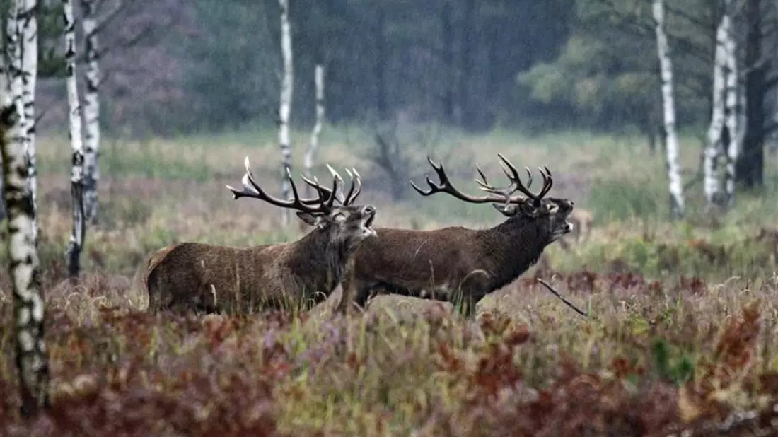 Start des Naturfilmkinos in der Botschaft der Wildtiere in Hamburg - einmal im Monat mit NDR Produktionen - Bild: presseportal.de