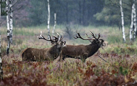 Start des Naturfilmkinos in der Botschaft der Wildtiere in Hamburg - einmal im Monat mit NDR Produktionen - Foto: presseportal.de