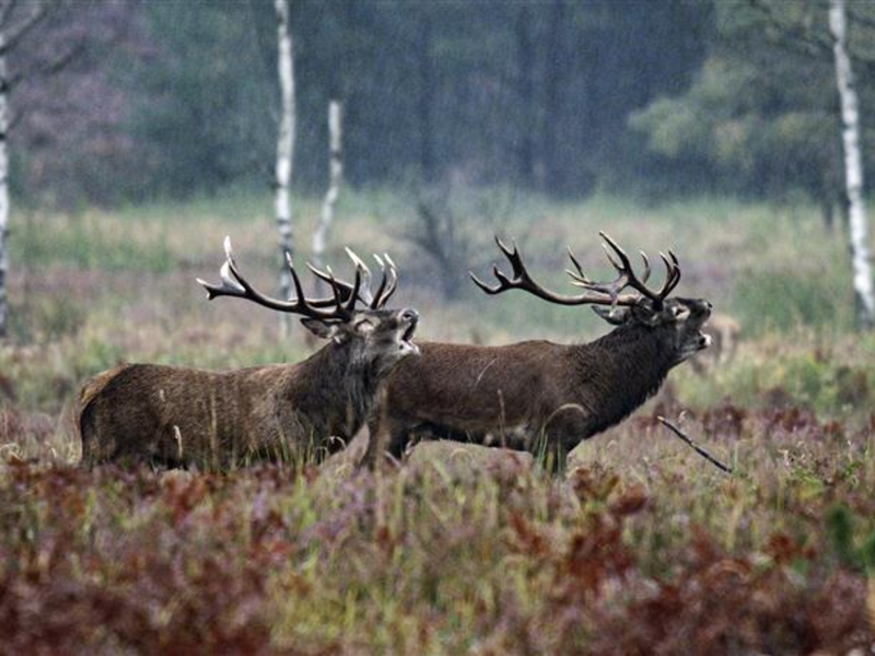 Start des Naturfilmkinos in der Botschaft der Wildtiere in Hamburg - einmal im Monat mit NDR Produktionen - Foto: presseportal.de