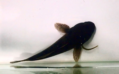 Verschluckt und schon im Magen: Manche Aale überleben das, indem sie den Rückwärtsgang einlegen. - Foto: Yuha Hasegawa and Yuuki Kawabata/ Nagasaki University/dpa