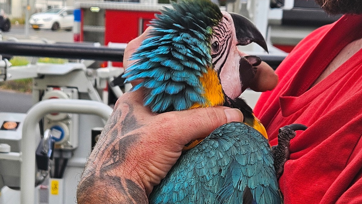 FW-KLE: Ara aus Baum gerettet - Foto: presseportal.de