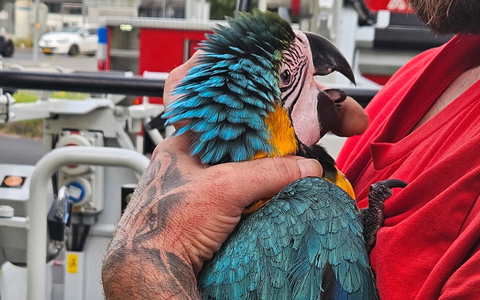 FW-KLE: Ara aus Baum gerettet - Foto: presseportal.de