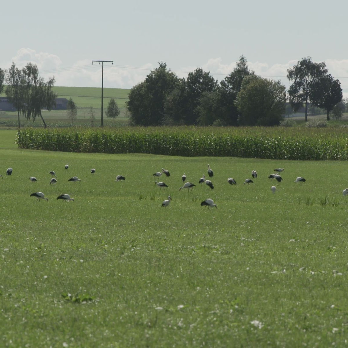 Laut Bürgermeister werden es immer mehr (Archivbild).  - Foto: David Pichler/dpa