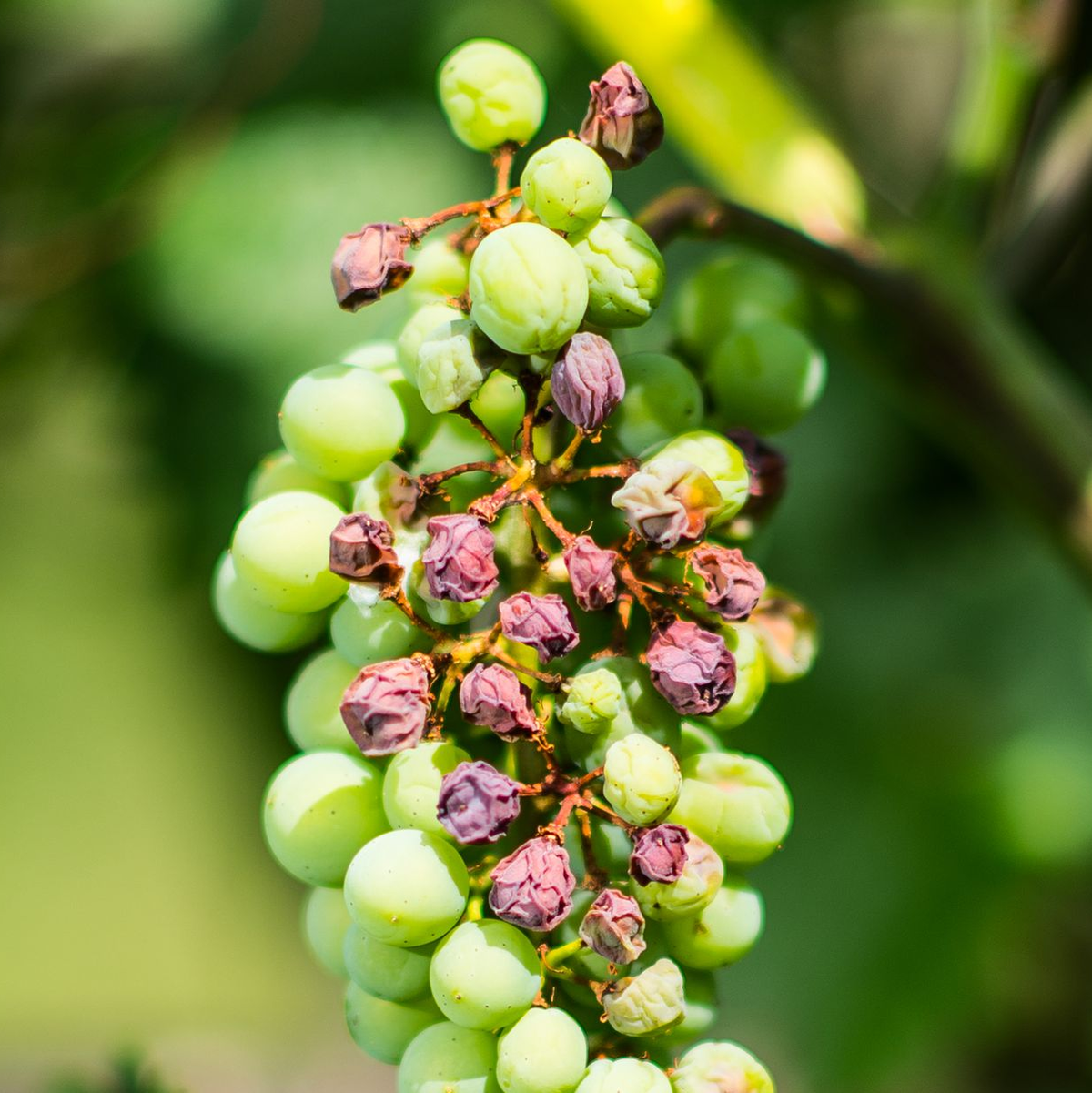 Zu viel Sonne kann auch bei Reben zu Sonnenbrand führen. (Archivbild) - Foto: Andreas Arnold/dpa