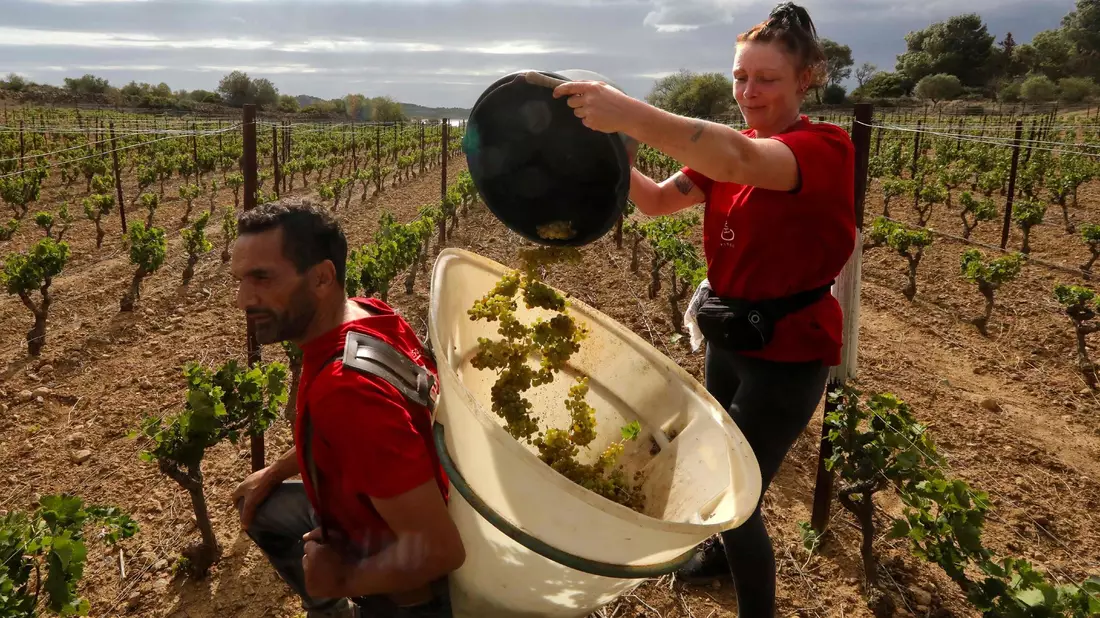 Im Elsass und in Bordeaux findet die Lese bereits früher in der Saison statt als noch vor einigen Jahren. (Archivbild) - Bild: Raymond Roig/AFP/dpa