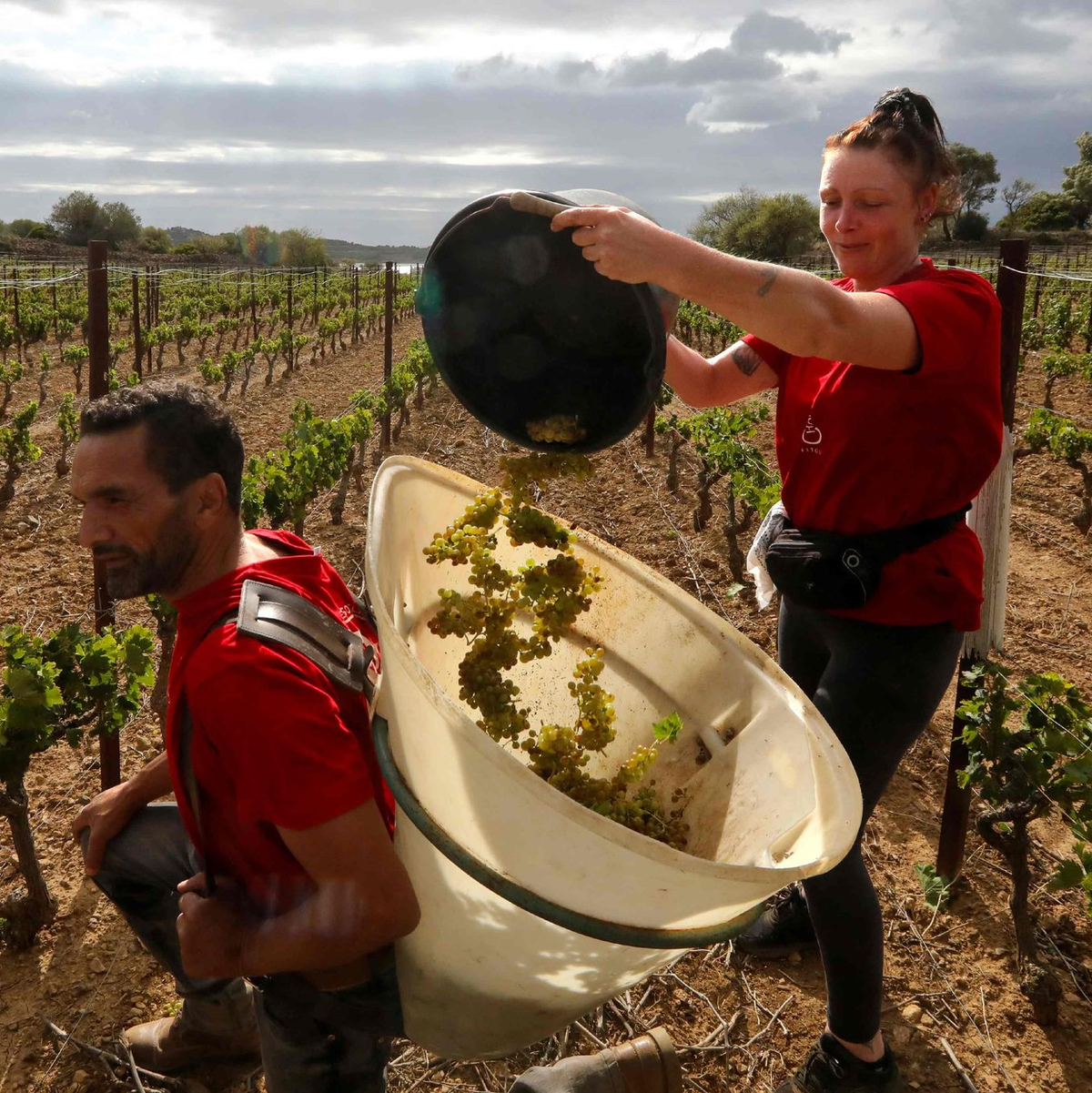 Im Elsass und in Bordeaux findet die Lese bereits früher in der Saison statt als noch vor einigen Jahren. (Archivbild) - Foto: Raymond Roig/AFP/dpa