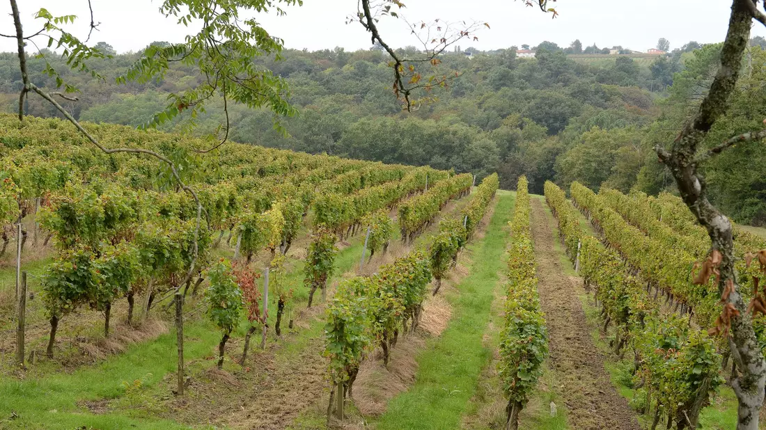 Das Klima in der Weinregion Bordeaux ist auch für fränkische Winzer interessant. (Archivbild) - Bild: Caroline Blumberg/epa/dpa