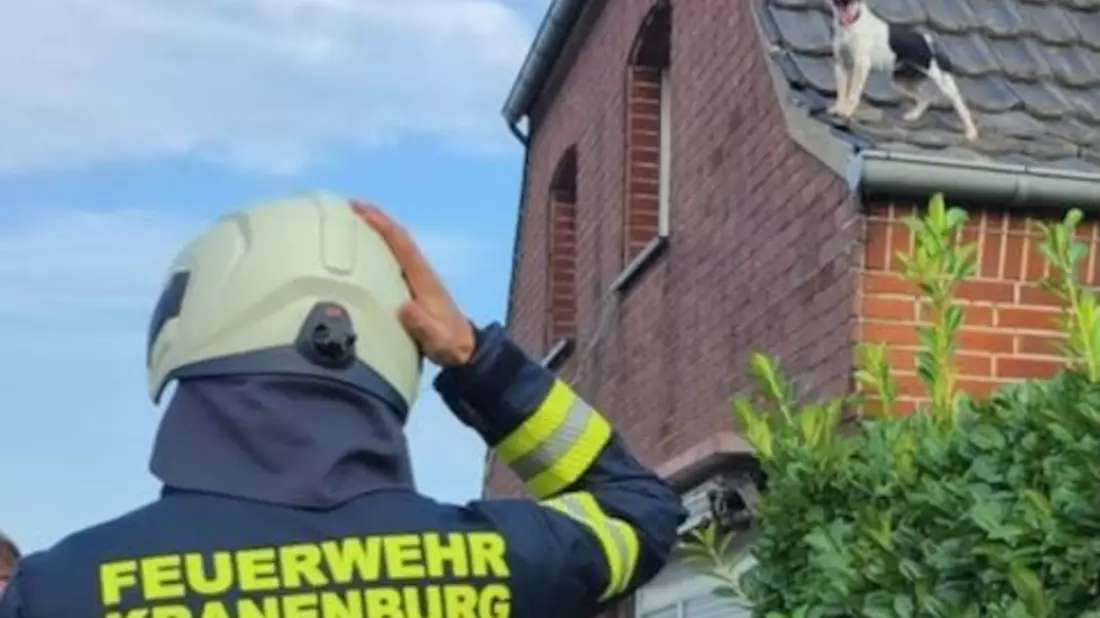 FW Kranenburg: Hund vom Dach gerettet und größeren Wasserschaden verhindert - Bild: presseportal.de
