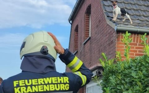 FW Kranenburg: Hund vom Dach gerettet und größeren Wasserschaden verhindert - Foto: presseportal.de