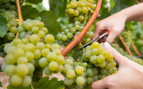 Die Hauptweinlese hat begonnen. (Foto-Archiv) - Foto: Daniel Karmann/dpa