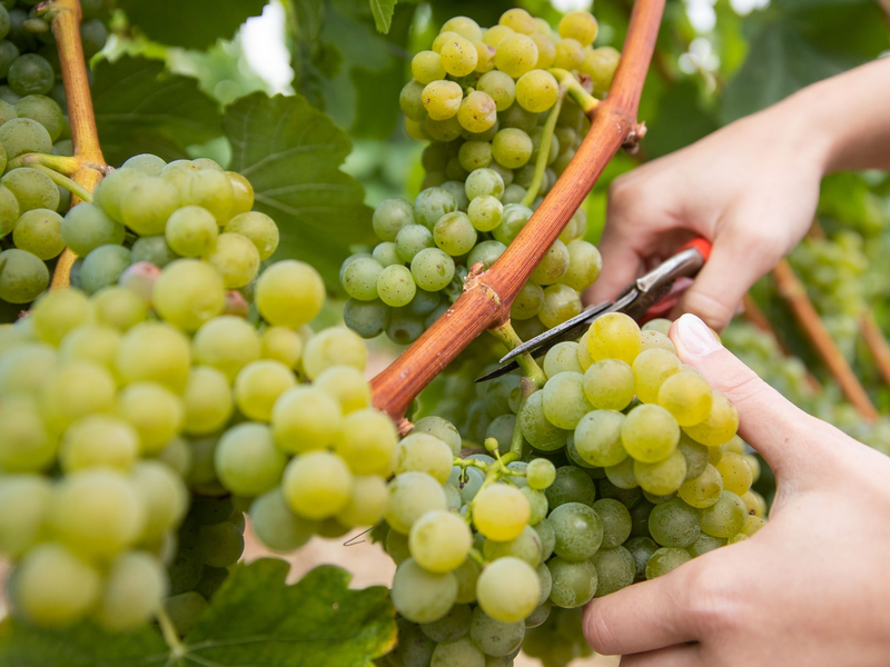 Die Hauptweinlese hat begonnen. (Foto-Archiv) - Foto: Daniel Karmann/dpa