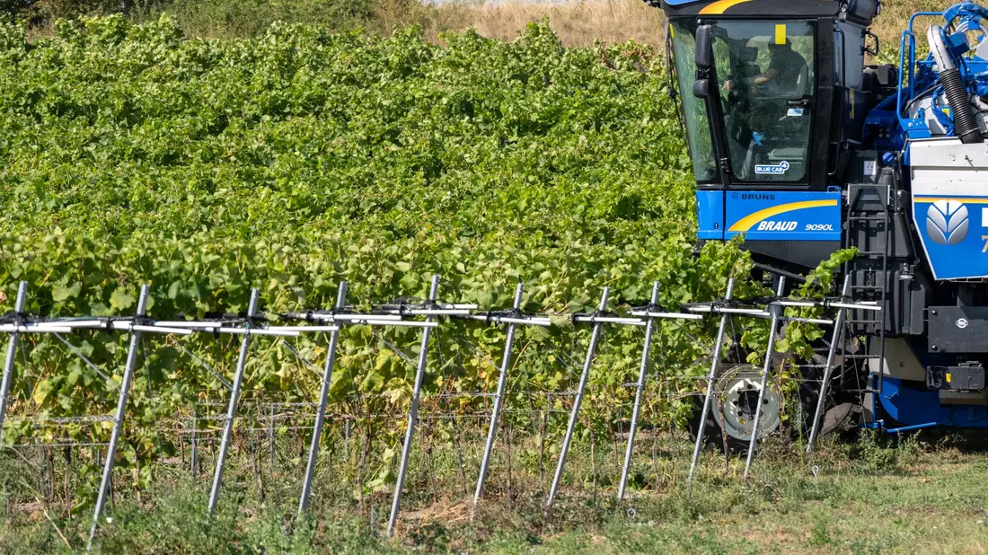 Winzer sind optimistisch in die Hauptweinlese für den Jahrgang 2024 gestartet. (Foto-Archiv) - Bild: Stefan Sauer/dpa