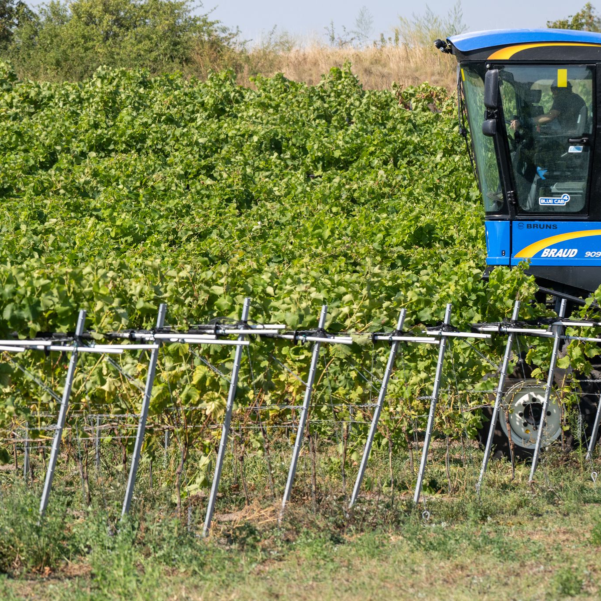 Winzer sind optimistisch in die Hauptweinlese für den Jahrgang 2024 gestartet. (Foto-Archiv) - Foto: Stefan Sauer/dpa