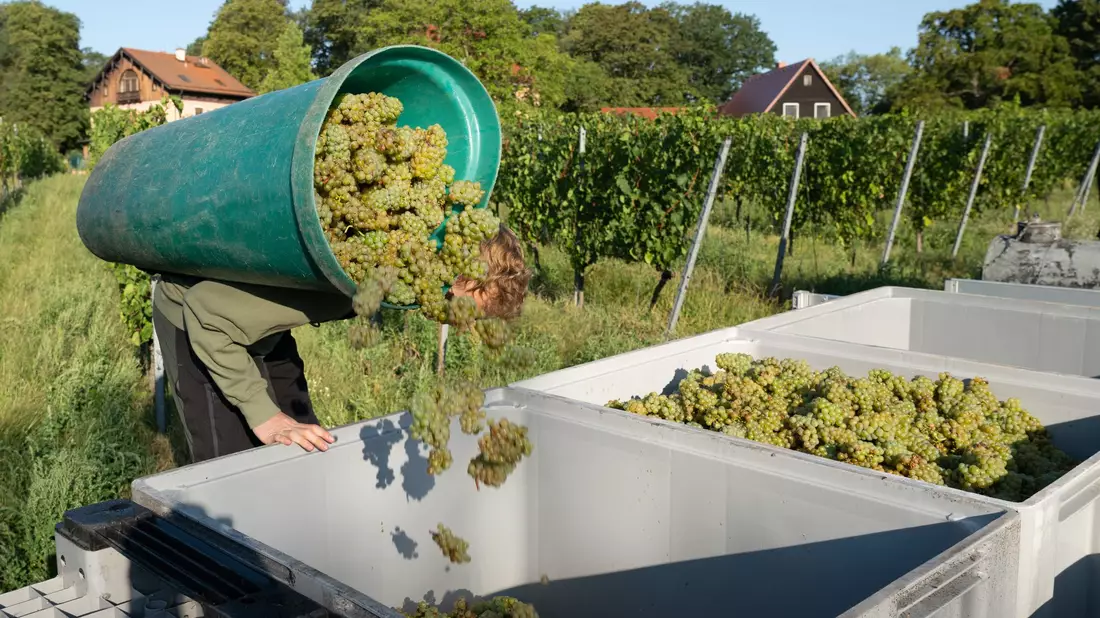 Das Deutsche Weininstitut rechnet 2024 mit frischen, lebendigen Weinen mit ausgeprägter Frucht. (Archivbild)  - Bild: Sebastian Kahnert/dpa