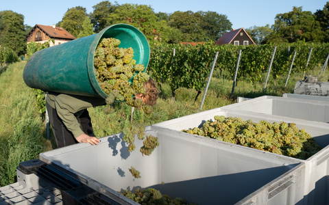 Das Deutsche Weininstitut rechnet 2024 mit frischen, lebendigen Weinen mit ausgeprägter Frucht. (Archivbild)  - Foto: Sebastian Kahnert/dpa