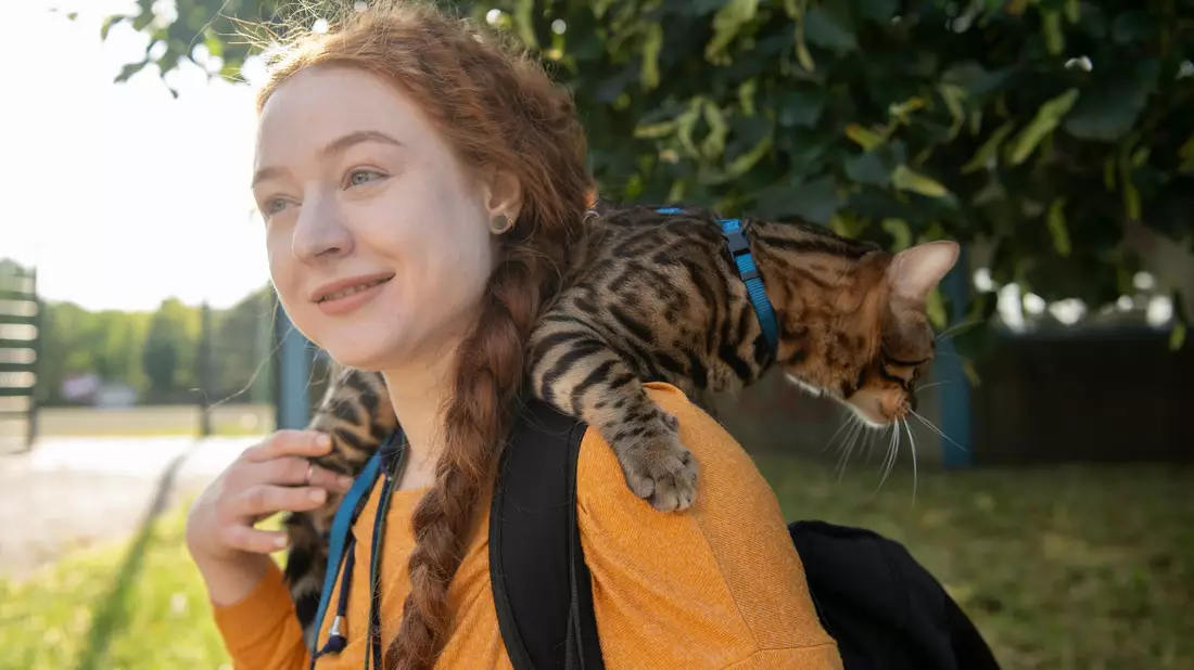 Aktuell werden immer mehr Katzen an der Leine durch Großstadtstraßen geführt. (Archivbild) - Bild: Paul Zinken/dpa