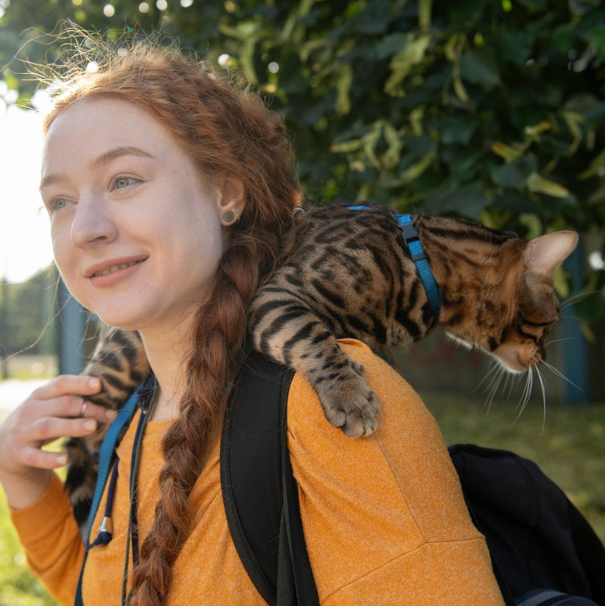 Aktuell werden immer mehr Katzen an der Leine durch Großstadtstraßen geführt. (Archivbild) - Foto: Paul Zinken/dpa