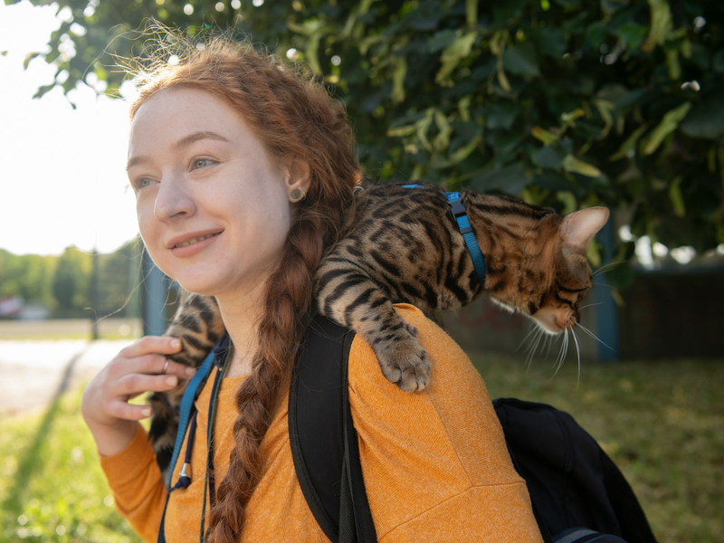Aktuell werden immer mehr Katzen an der Leine durch Großstadtstraßen geführt. (Archivbild) - Foto: Paul Zinken/dpa