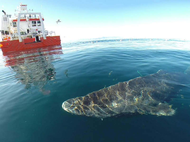 Der Grönlandhai ist das langlebigste Wirbeltier der Welt. (Handout) - Foto: picture alliance / dpa