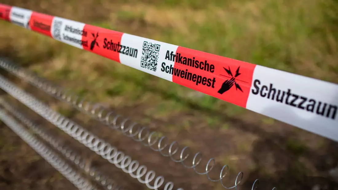 Schutzzäune sollen gegen die Afrikanische Schweinepest helfen (Archivfoto). - Bild: Christoph Schmidt/dpa