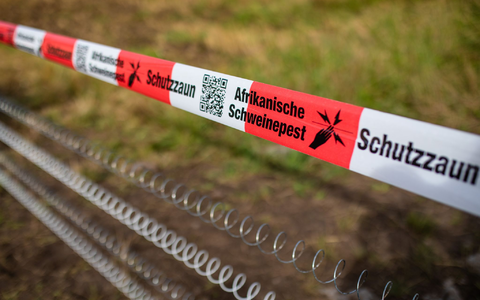 Schutzzäune sollen gegen die Afrikanische Schweinepest helfen (Archivfoto). - Foto: Christoph Schmidt/dpa Schutzzäune sollen gegen die Afrikanische Schweinepest helfen (Archivfoto). - Foto: Christoph Schmidt/dpa