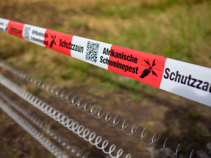 Schutzzäune sollen gegen die Afrikanische Schweinepest helfen (Archivfoto). - Foto: Christoph Schmidt/dpa