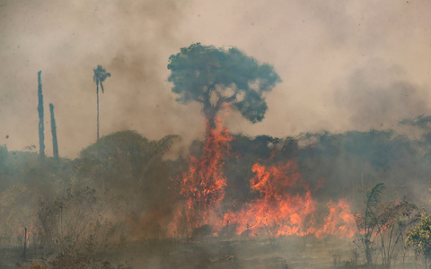 Im brasilianischen Amazonasgebiet toben die schwersten Brände seit fast 20 Jahren.  - Foto: Andre Penner/AP/dpa