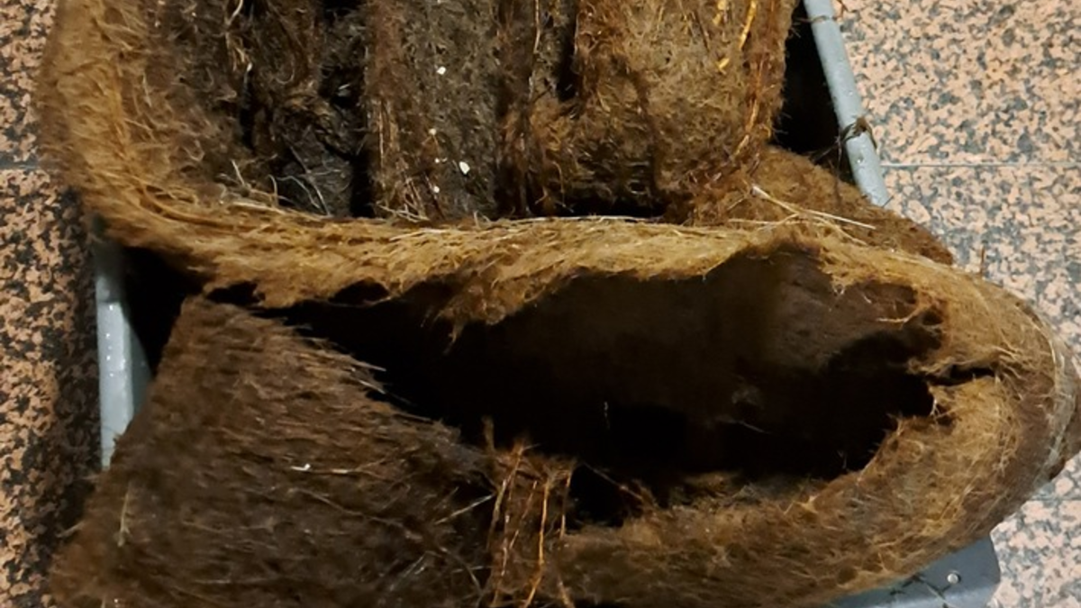 FW-M: Wurzelgeflecht verstopft Dachentwässerung (Haidhausen) - Foto: presseportal.de