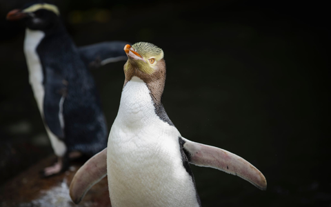 Die seltenen Vögel werden 60 bis 80 Zentimeter groß. - Foto: Hayden Parsons/Forest And Bird/dpa