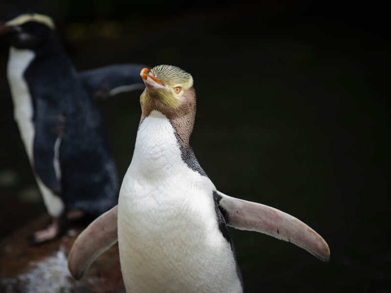 Die seltenen Vögel werden 60 bis 80 Zentimeter groß. - Foto: Hayden Parsons/Forest And Bird/dpa
