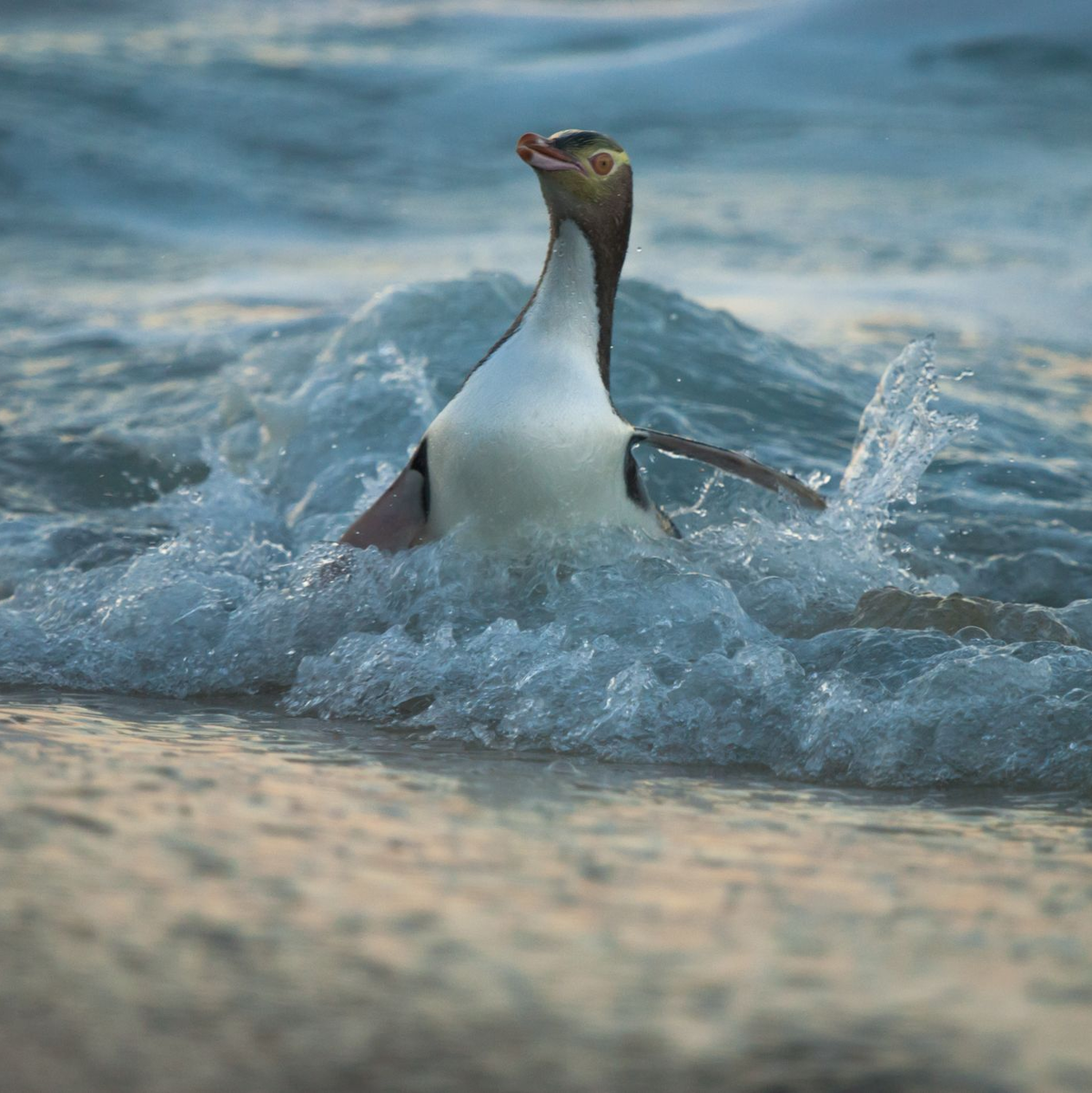 Die Küken sind extrem verletzlich. - Foto: Craig Mckenzie/Forest And Bird/dpa