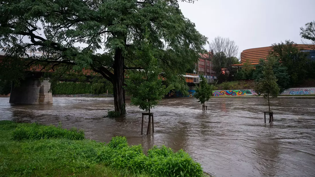 An der Stadtbrücke in Görlitz stehen Bäume im Hochwasser der Neiße. - Bild: Paul Glaser/dpa