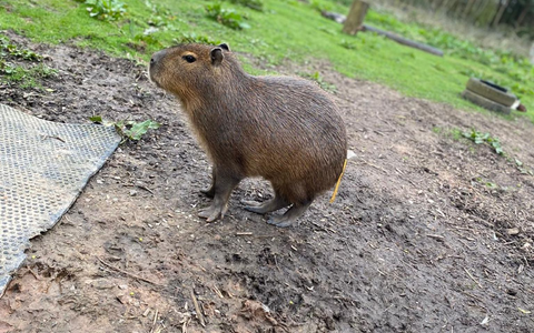 Der Zoo bittet in sozialen Medien um Hilfe bei der Suche. - Foto: Hoo Zoo/dpa