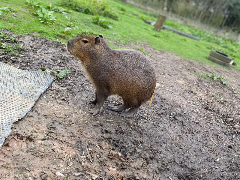 Der Zoo bittet in sozialen Medien um Hilfe bei der Suche. - Foto: Hoo Zoo/dpa