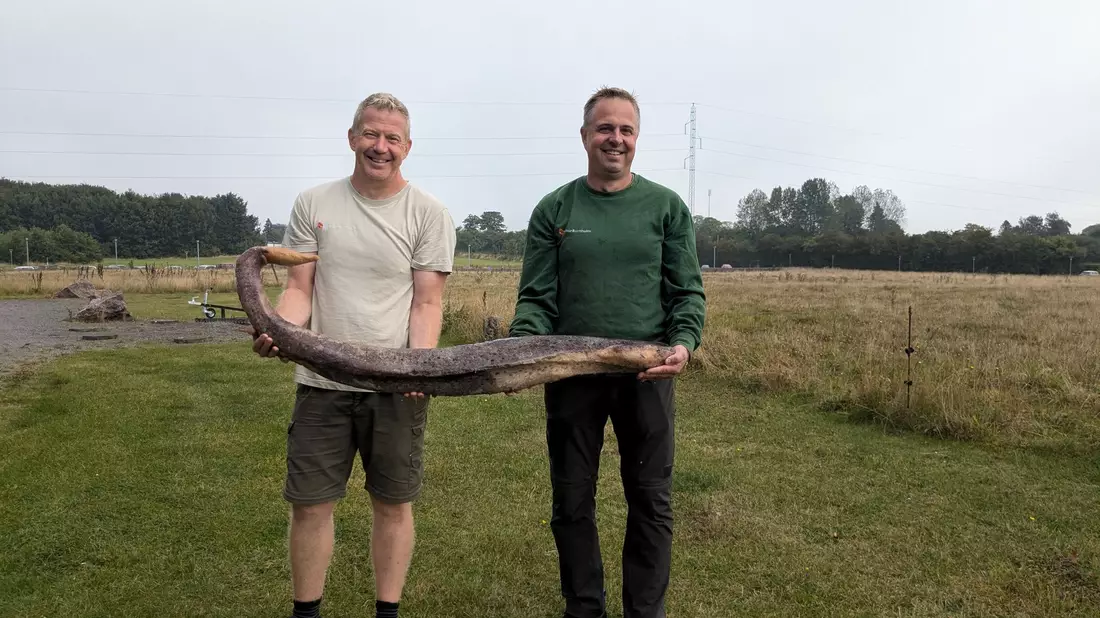 So sieht ein Walpenis aus. - Bild: René Vilsholm/NaturBornholm/dpa