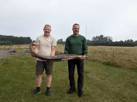 So sieht ein Walpenis aus. - Foto: René Vilsholm/NaturBornholm/dpa