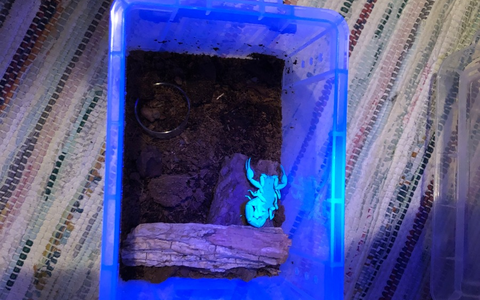 POL-KI: 240918.1 Kiel: Skorpion sorgt für Schockmoment in der Küche - Foto: presseportal.de