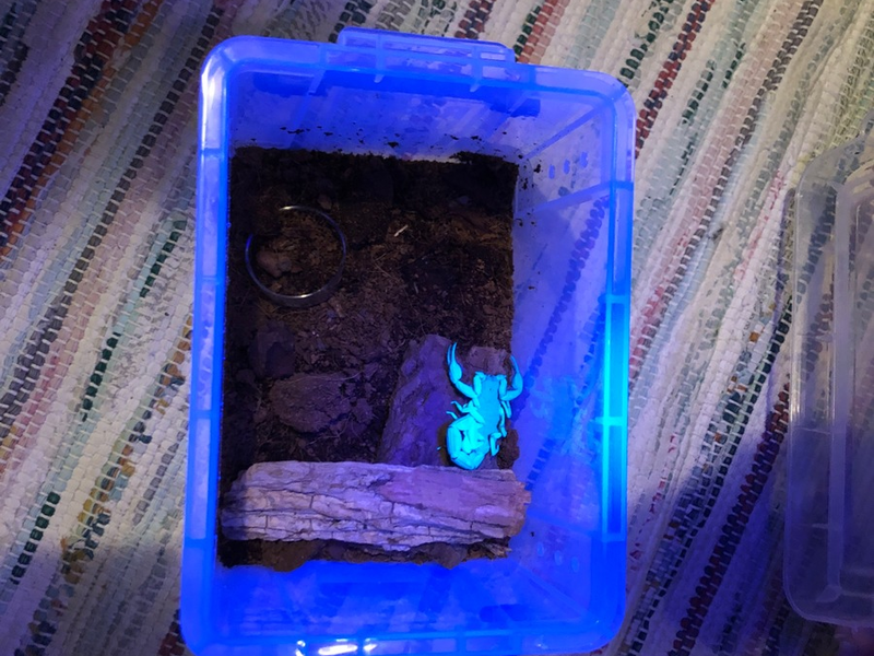 POL-KI: 240918.1 Kiel: Skorpion sorgt für Schockmoment in der Küche - Foto: presseportal.de