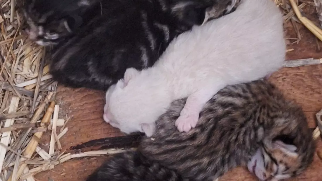 POL-PPMZ: Mainz - Flomborn - junges Katzenbaby aus Anwesen gestohlen - Bild: presseportal.de