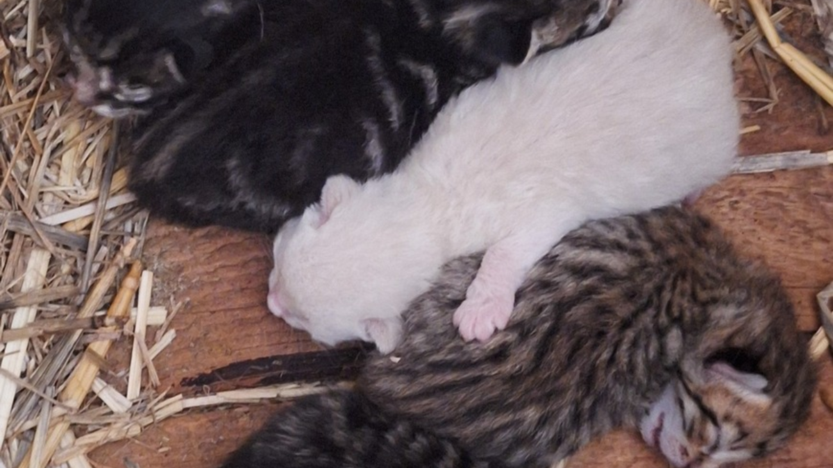 POL-PPMZ: Mainz - Flomborn - junges Katzenbaby aus Anwesen gestohlen - Foto: presseportal.de