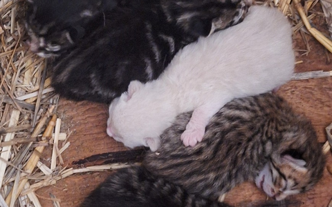 POL-PPMZ: Mainz - Flomborn - junges Katzenbaby aus Anwesen gestohlen - Foto: presseportal.de