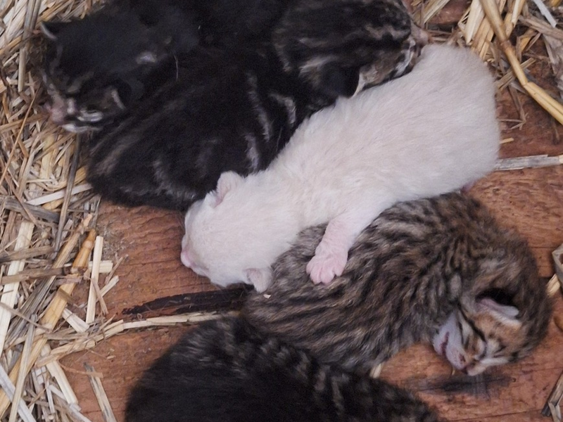 POL-PPMZ: Mainz - Flomborn - junges Katzenbaby aus Anwesen gestohlen - Foto: presseportal.de