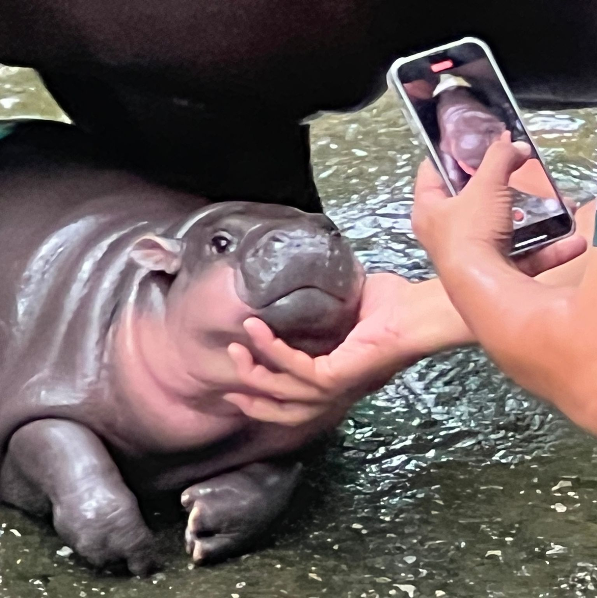 Mit solchen Fotos von ihren rosa Pausbacken wurde Moo Deng zur Internet-Sensation. (Archivbild) - Foto: Carola Frentzen/dpa