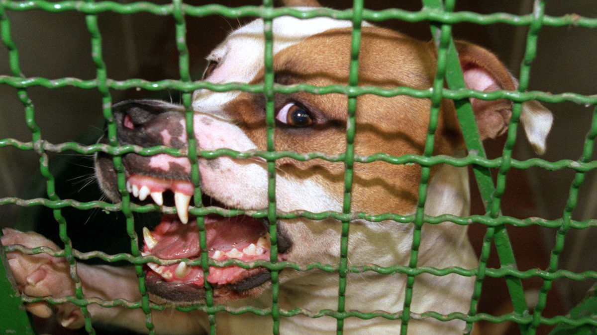 Ein Pitbull hat auf Mallorca seinen eigenen Halter schwer verletzt. Der Deutsche musste in ein Krankenhaus gebracht werden. (Archivbild) - Foto: picture alliance / dpa