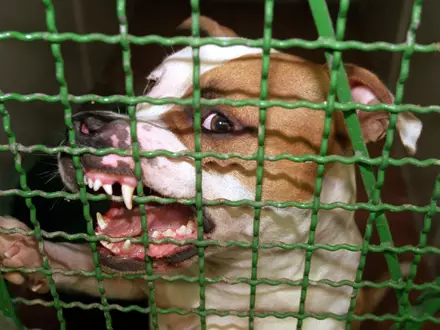 Ein Pitbull hat auf Mallorca seinen eigenen Halter schwer verletzt. Der Deutsche musste in ein Krankenhaus gebracht werden. (Archivbild) - Foto: picture alliance / dpa