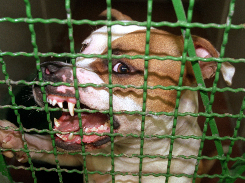Ein Pitbull hat auf Mallorca seinen eigenen Halter schwer verletzt. Der Deutsche musste in ein Krankenhaus gebracht werden. (Archivbild) - Foto: picture alliance / dpa
