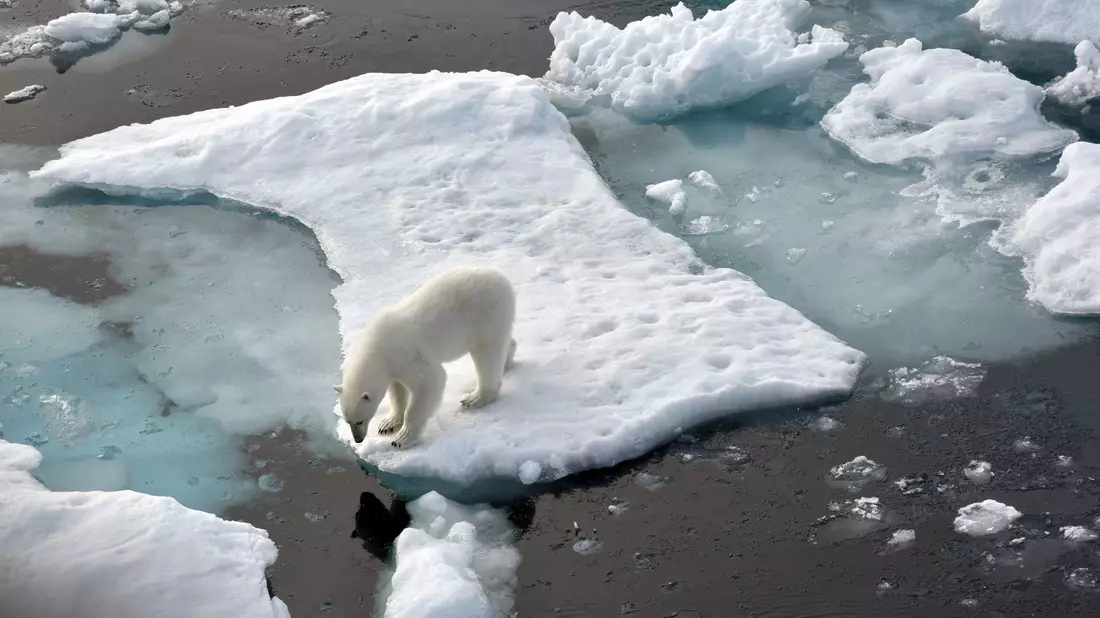 Ein Eisbär steht im Nordpolarmeer auf einer Eisscholle. Nun wurde ein Artgenosse auf Island gesichtet. (Archivbild) - Bild: Ulf Mauder/dpa