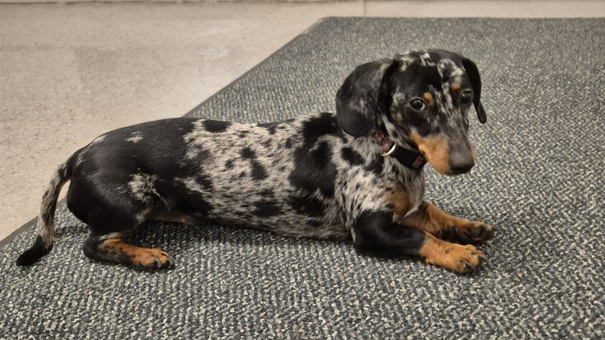 LPI-SHL: Und plötzlich hatten alle nur noch Augen für sie ... - Foto: presseportal.de