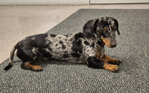 LPI-SHL: Und plötzlich hatten alle nur noch Augen für sie ... - Foto: presseportal.de